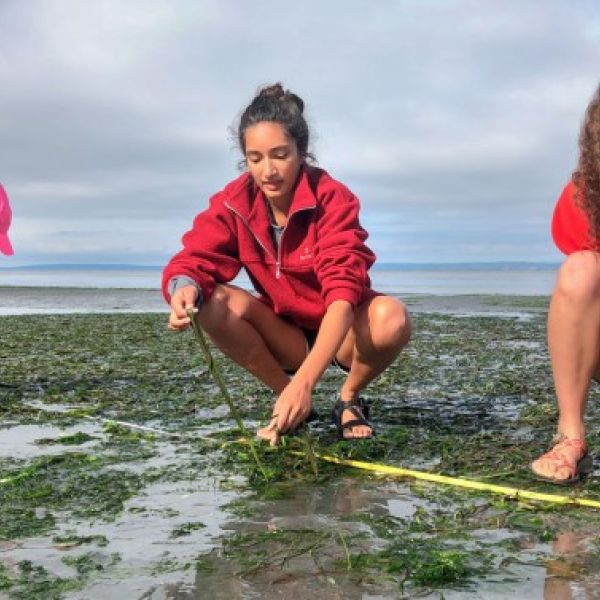 , Click to open gallery view Credit:Provided Members of the Harvell Lab examine the health of eelgrass at low tide.