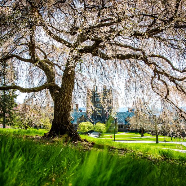 Cornell tree