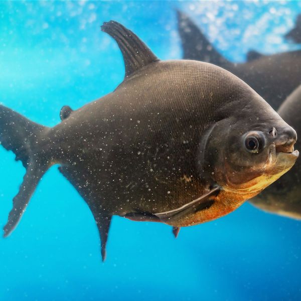 Black pacu fish 