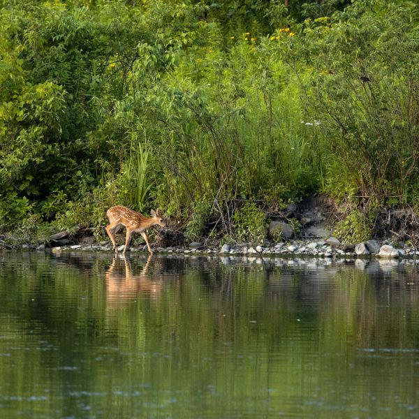 A color photo showing a deer standing in a stream