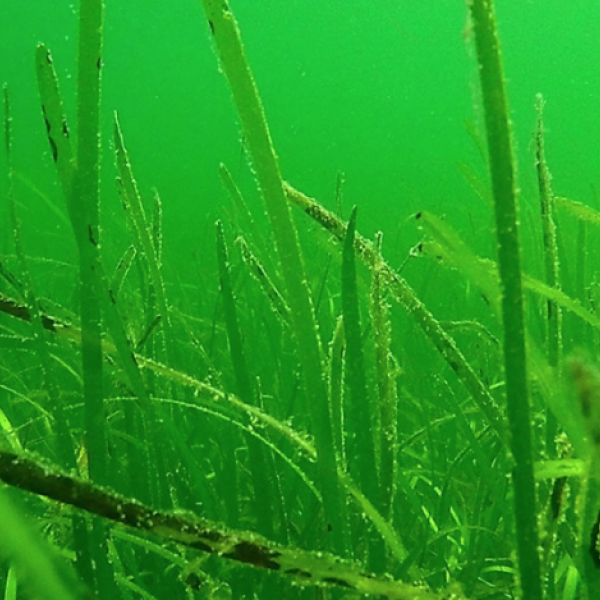 photo of eelgrass