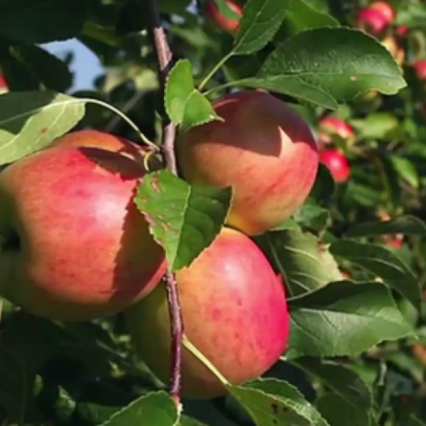 apple orchard