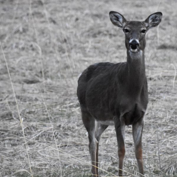 A black and white photo of a deer. Credit: Michele M Vogel, Shutterstock contributor