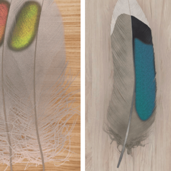 A color photo showing various feathers