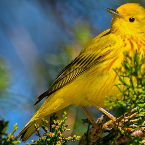 A color photo showing a yellow warbler, a group of migratory species known to be in decline. Brian E. Kushner/Cornell Lab of Ornithology