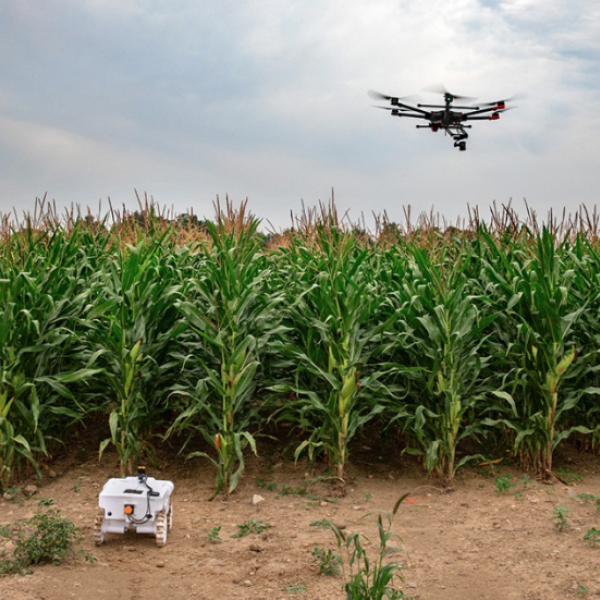 drone over a cornfield