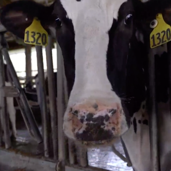 cow face